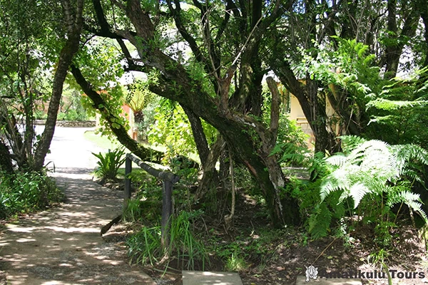 Shaded garden path beneath mature trees near the Giant’s Castle interleading chalet